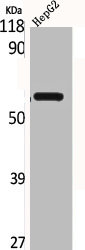 CD4 Antibody