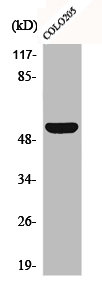 CD4 Antibody