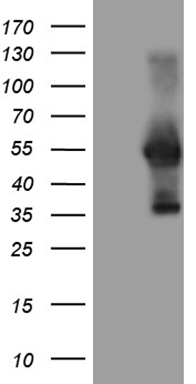 CD40 Antibody
