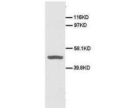 CD40 Rabbit Polyclonal Antibody
