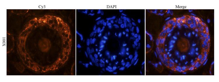 CD41 Antibody
