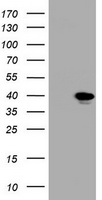 CD44 Antibody