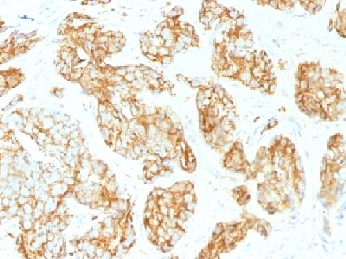 CD44 Antibody