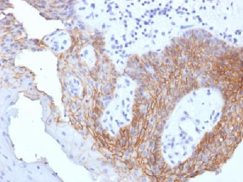CD44 Antibody