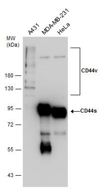 CD44 Rabbit Polyclonal Antibody