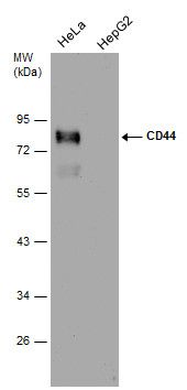 CD44 Rabbit Polyclonal Antibody