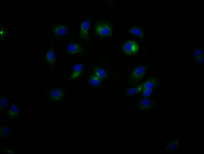 CD47 Antibody