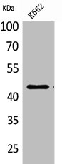 CD48 Antibody