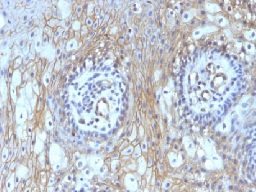 CD59 Antibody