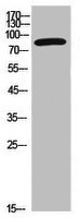 CD6 Antibody
