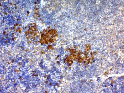 CD63 (Late Endosomes Marker) Antibody