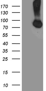 CD68 Antibody