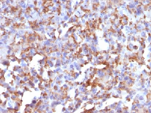 CD68 Antibody
