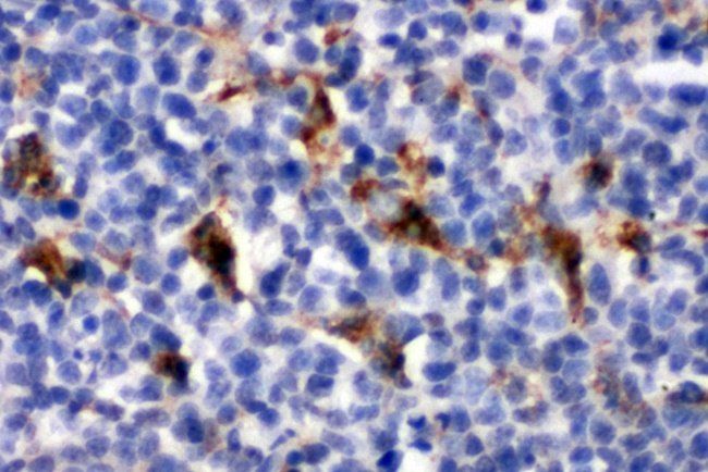 Macrosialin CD68 Rabbit Polyclonal Antibody