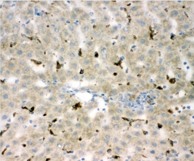 Macrosialin CD68 Rabbit Polyclonal Antibody