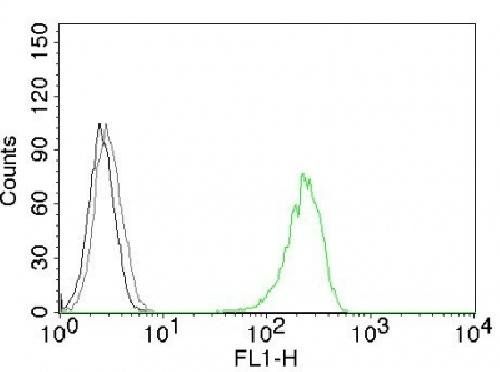 CD71 / Transferrin Receptor (TFRC) Antibody