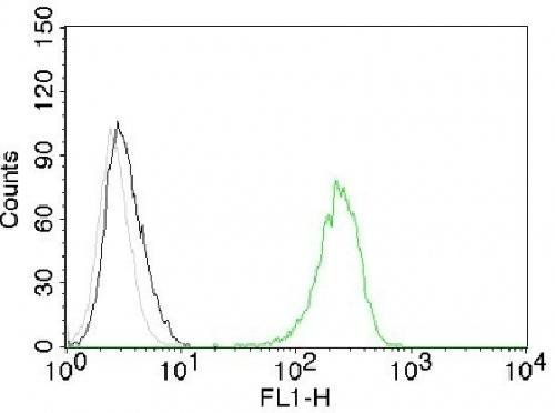 CD71 / Transferrin Receptor (TFRC) Antibody