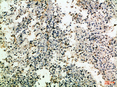 CD80 Antibody