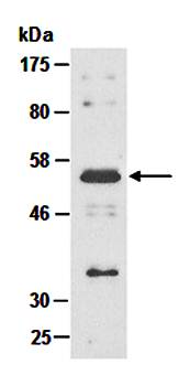 CD86 (N) Antibody, Mouse Monoclonal