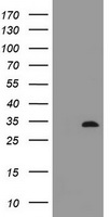 FAS Antibody