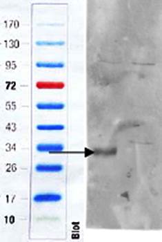 Goat anti-Cd97 (mouse) Antibody
