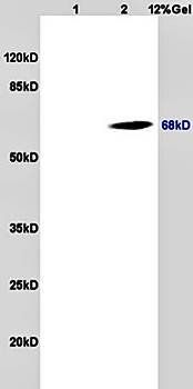 CD98 Rabbit Polyclonal Antibody