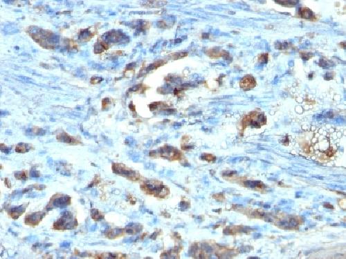CDC20 Antibody