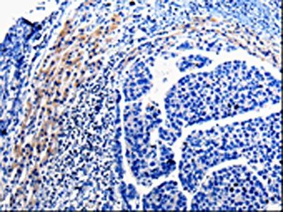 CDC20 Antibody