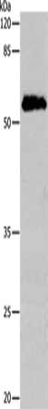 CDC20 Antibody
