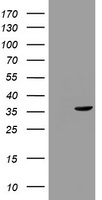CDC25C Antibody