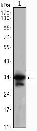 CDC2 Antibody