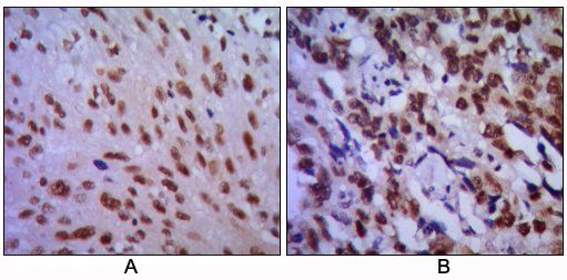 CDC2 Antibody