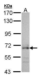 CDC45L Rabbit Polyclonal Antibody