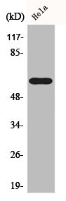 CDC6 Antibody