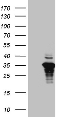 CDCA8 Antibody