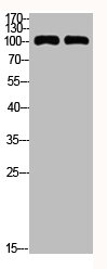 CDH1 Antibody