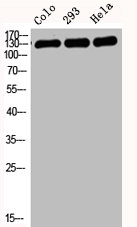 CDH1 Antibody
