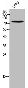 CDH13 Antibody