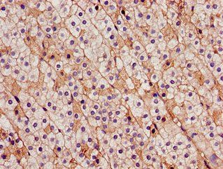 CDH18 Antibody