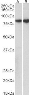 CDH1 (aa662-675) Antibody