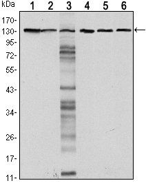 CDH1 Antibody
