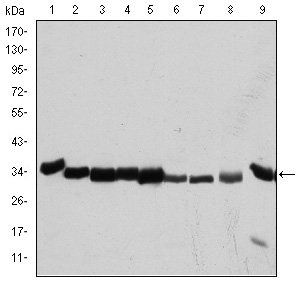 CDK1 Antibody