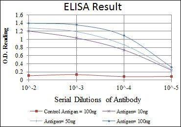CDK1 Antibody