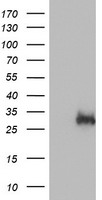 CDK2 Antibody
