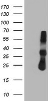 CDK2 Antibody