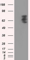 CDK5 Antibody