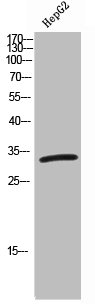 CDK5 Antibody