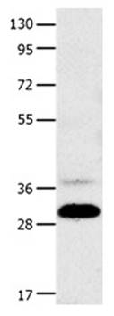 CDK5 Antibody