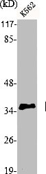 CDK5R1 Antibody