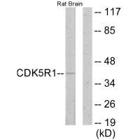CDK5R1 Antibody